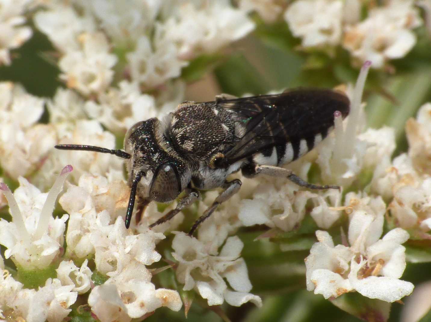 femmina e maschio di Coelioxys sp.